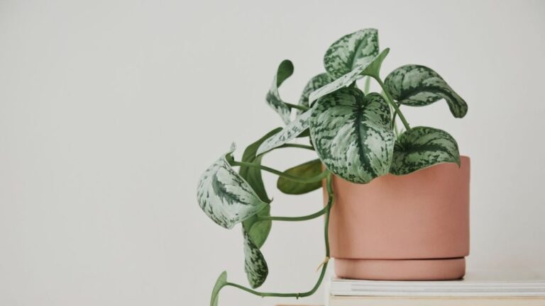 5 Rostlin, které Brání Prosperitě ve Vašem Domově