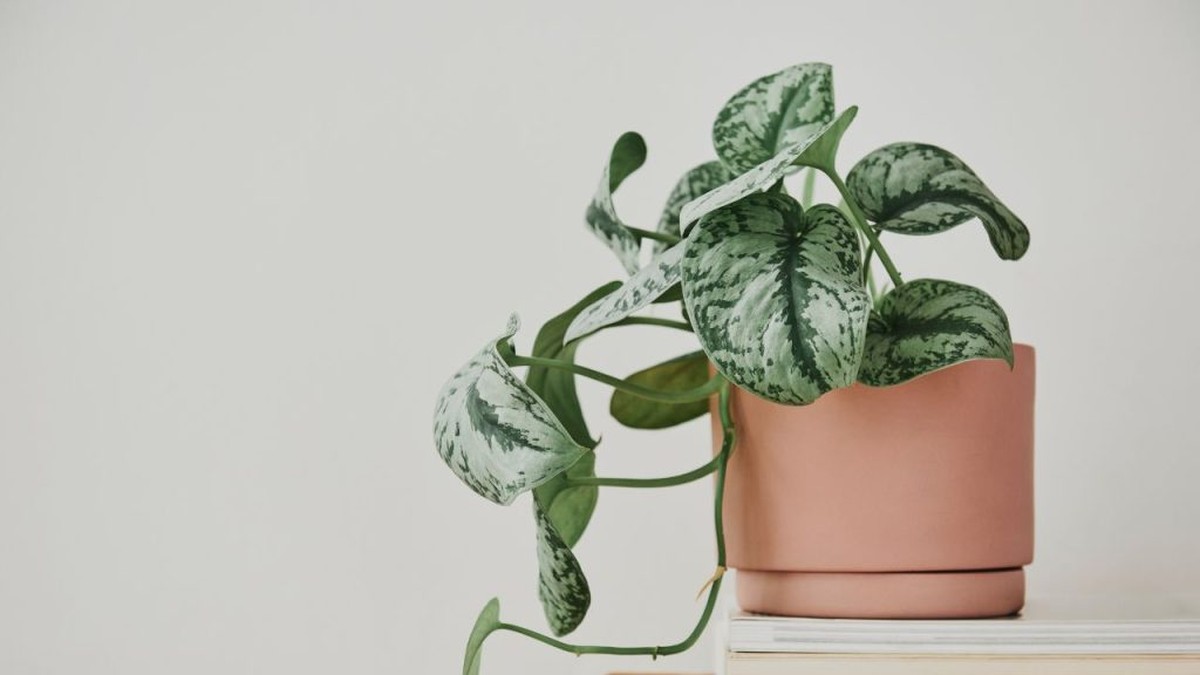 5 Rostlin, které Brání Prosperitě ve Vašem Domově