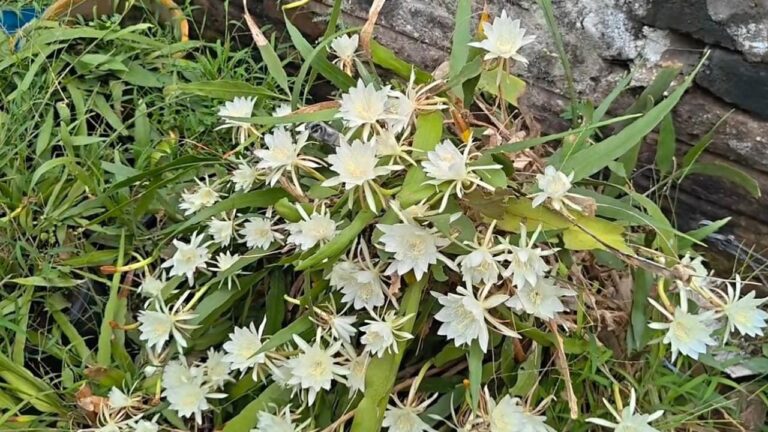 Andhra: Neobvyklý zjev - 100 květů Brahmakamala na jedné rostlině