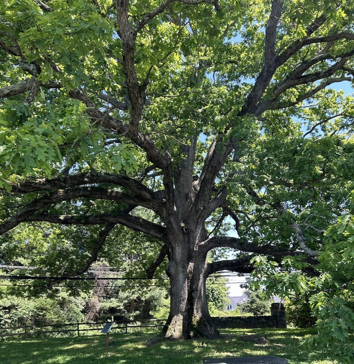 Bílý dub: Národní strom Marylandu