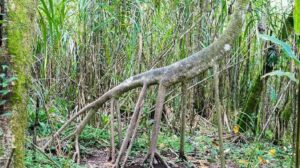 Chodící palma: Jediný strom na světě, který jde