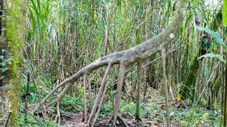 Chodící palma: Jediný strom na světě, který jde