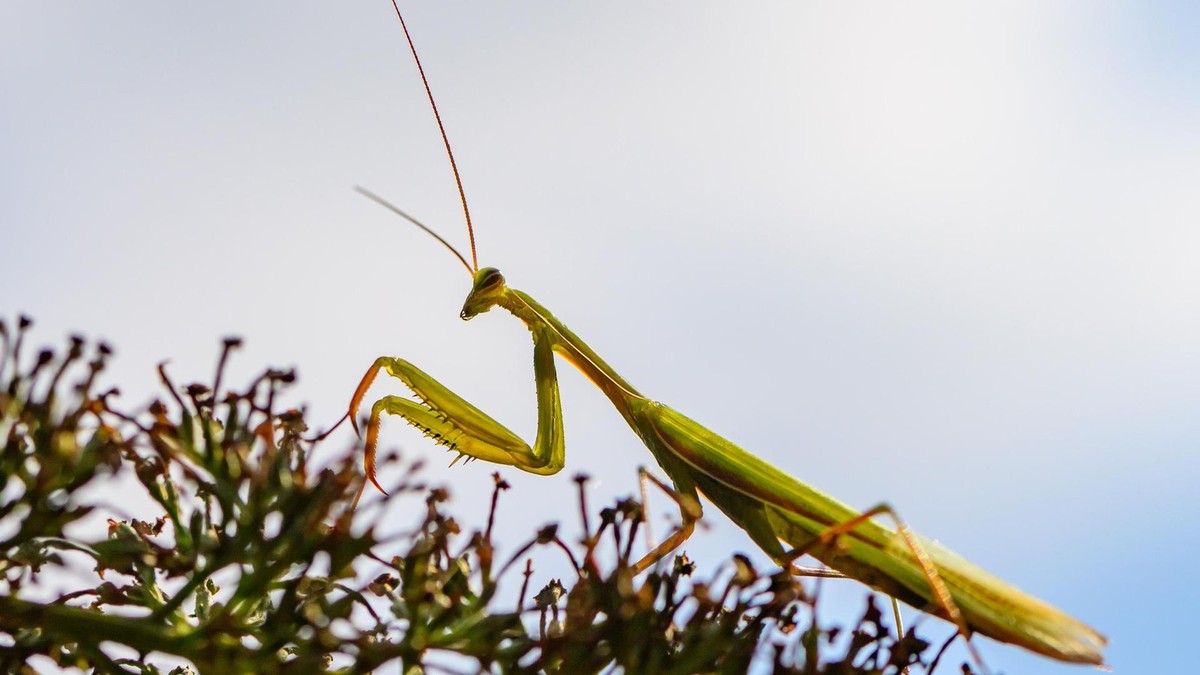 Evropská modlivka a její expanze v Durynsku