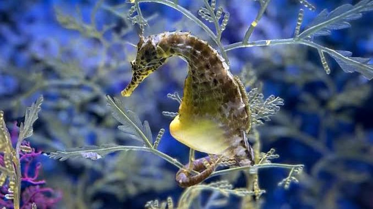 Existují samci zvířat, kteří kladou vejce nebo rodí?