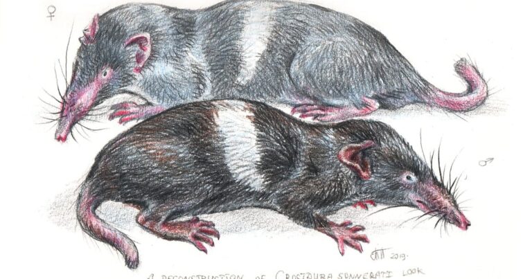 Historie průzkumu vzácných druhů: Příběh Pierra Sonerata