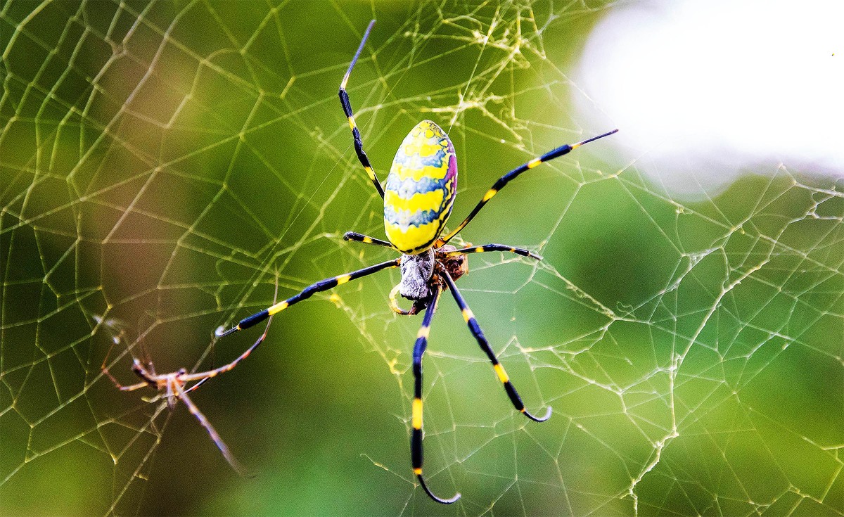 Jasně žlutá pavoučí druh, který dorůstá velikosti lidské dlani, pokračuje ve svém postupu napříč USA a nyní se dostal do Tennessee