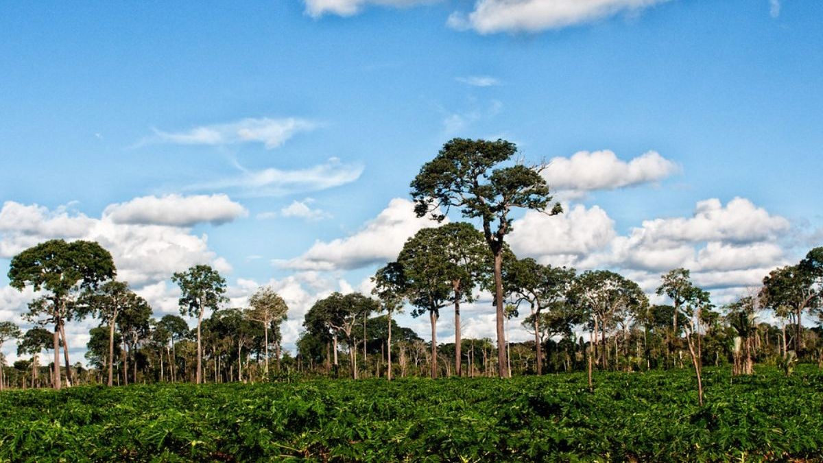 Jedinečný amazonský kaštan: Strážce zdraví deštného pralesa