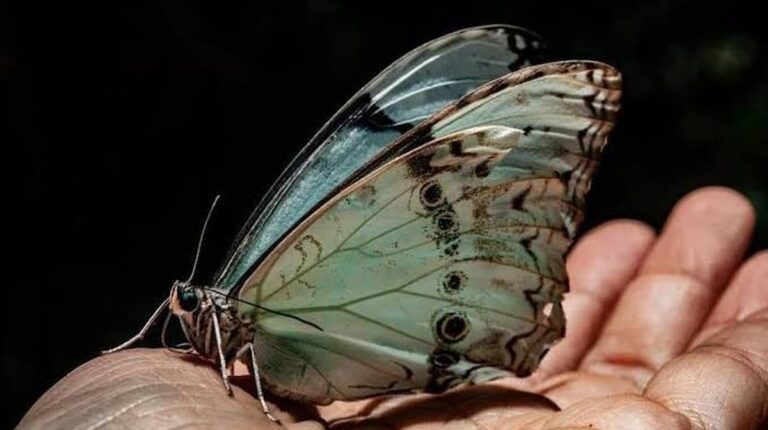 Královna místních lesů: Proč byla bílá a modrá motýlka vyhlášena přírodním monumentem provincie