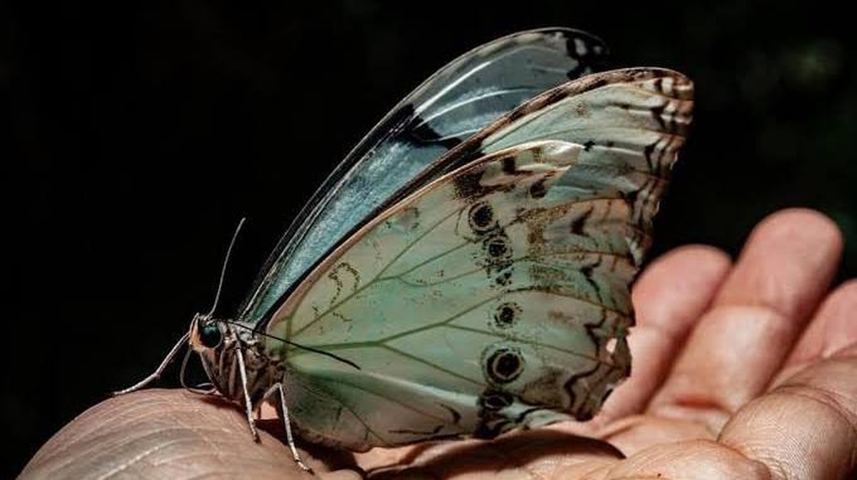 Královna místních lesů: Proč byla bílá a modrá motýlka vyhlášena přírodním monumentem provincie