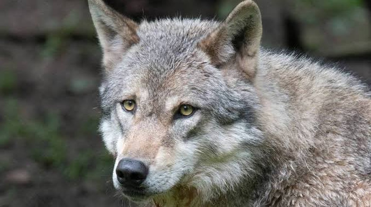 Lidé a vlci: Nové důkazy o dávné interakci na ostrově