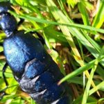 Moro, Vapriikki: Přehled o Luontotohtorista a jeho výzkumech