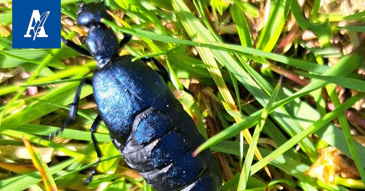 Moro, Vapriikki: Přehled o Luontotohtorista a jeho výzkumech