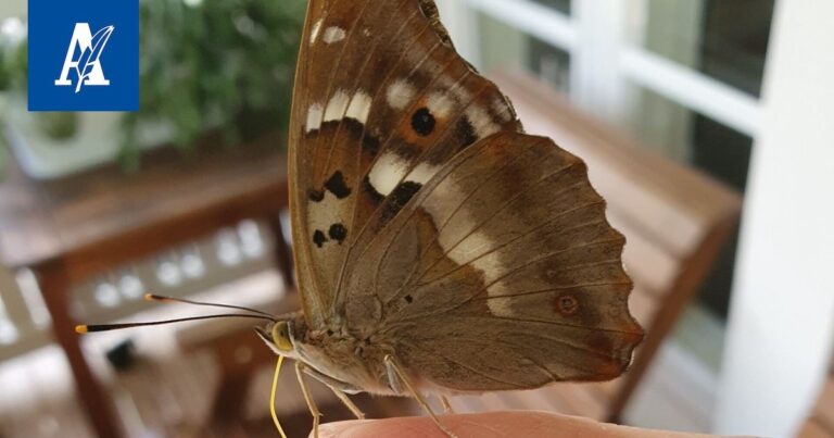 Moro, Vapriikki: Příběhy o motýlech a jejich chování