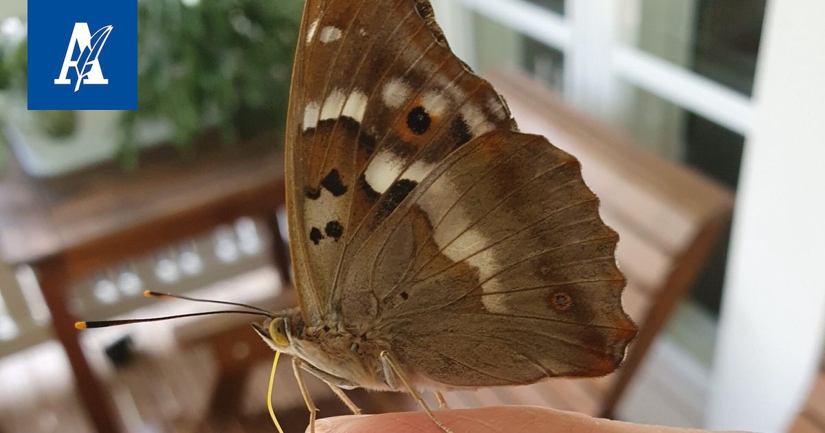 Moro, Vapriikki: Příběhy o motýlech a jejich chování