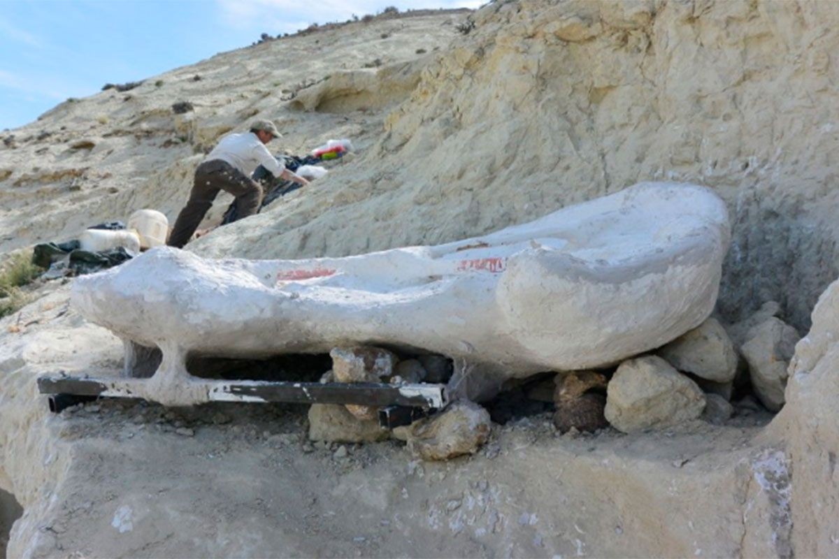 Nález Gigantické Mořské Želvy V Argentině