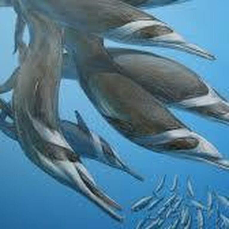 Nový druh delfína objeven ve Westerscheldě, ale už ho nelze potkat