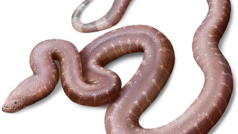 Nový druh hada, starý 37 milionů let, přináší nové poznatky o evoluci