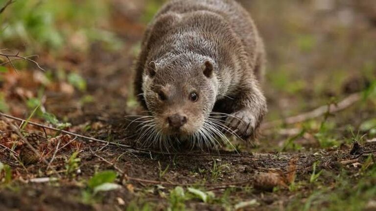 Nový objev: Nepředvídatelná nutrie v Peru