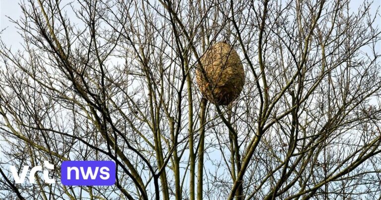 Obec Bierbeek žádá, aby se již nevolalo hasičů kvůli likvidaci hnízd asijských sršňů