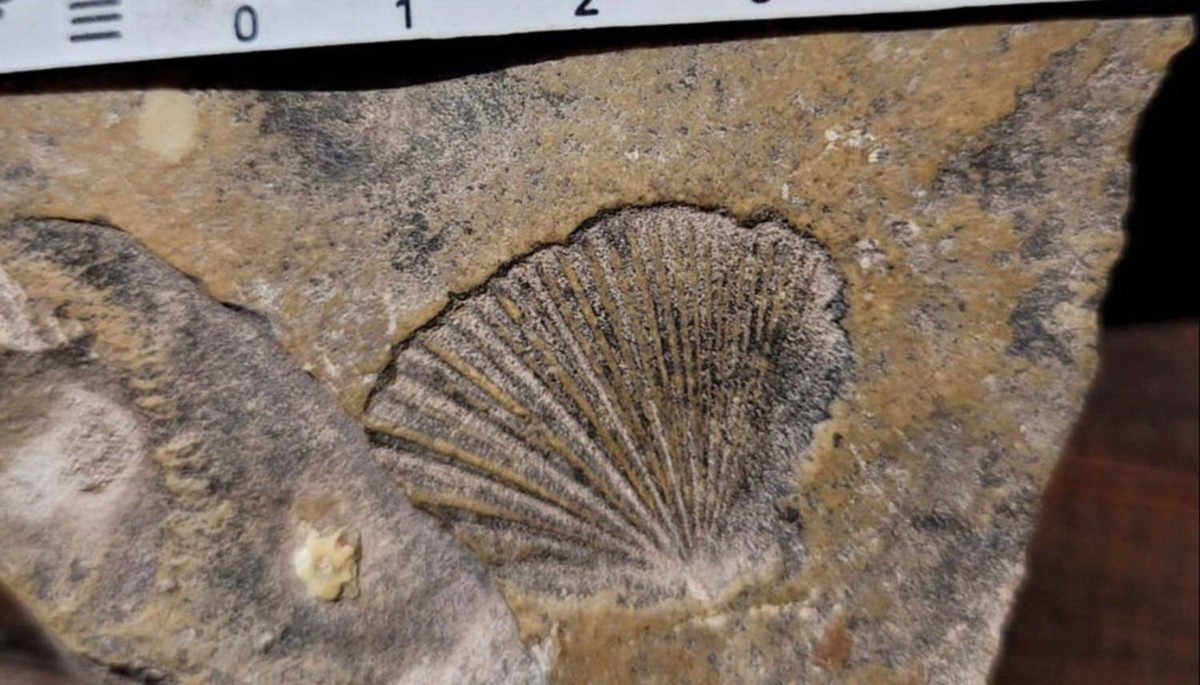 Objev fosilií Gasteroclupea branisai v Cuesta del Obispo