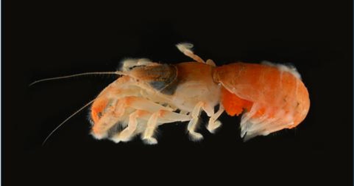 Objev nových druhů korýšů u pobřeží Jižního Jezu