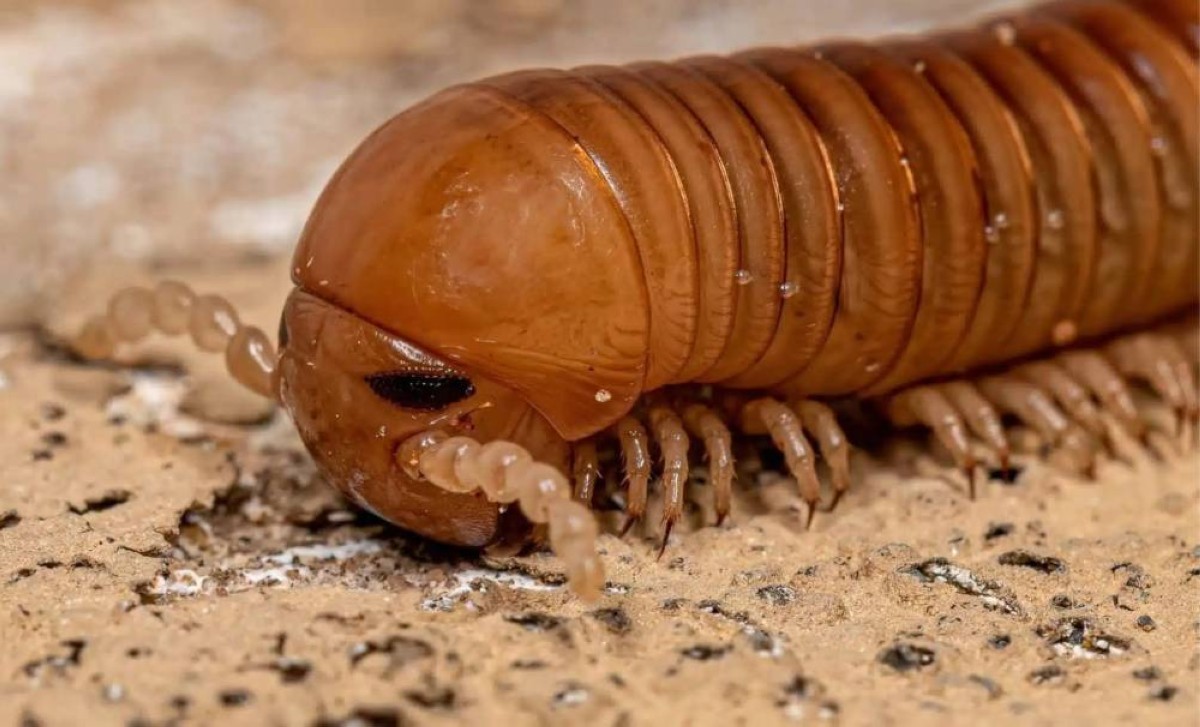 Objev obří fosilie stonožky z doby před 326 miliony lety