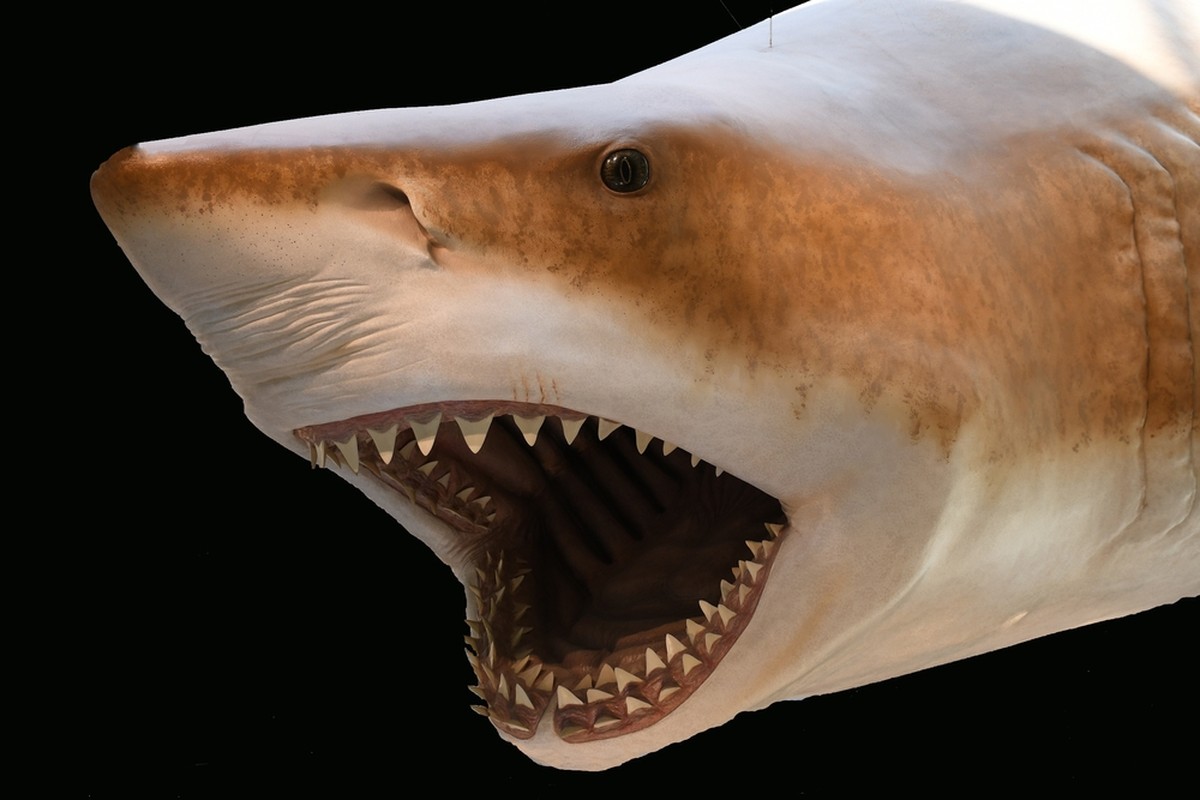 Objev obrovské žraločí fosilie v Austrálii