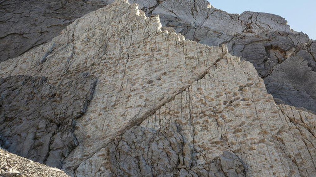 Objev stop dinosauřích býložravců v údolí Fraele