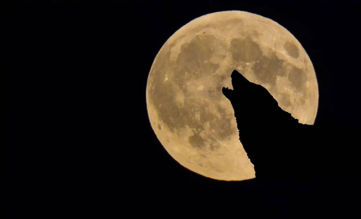 Obrovský vlčí měsíc na začátku nového roku