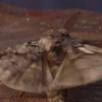 Odborník na hmyz oslavuje vzácný nález granonny