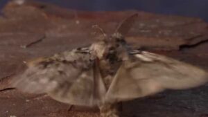 Odborník na hmyz oslavuje vzácný nález granonny