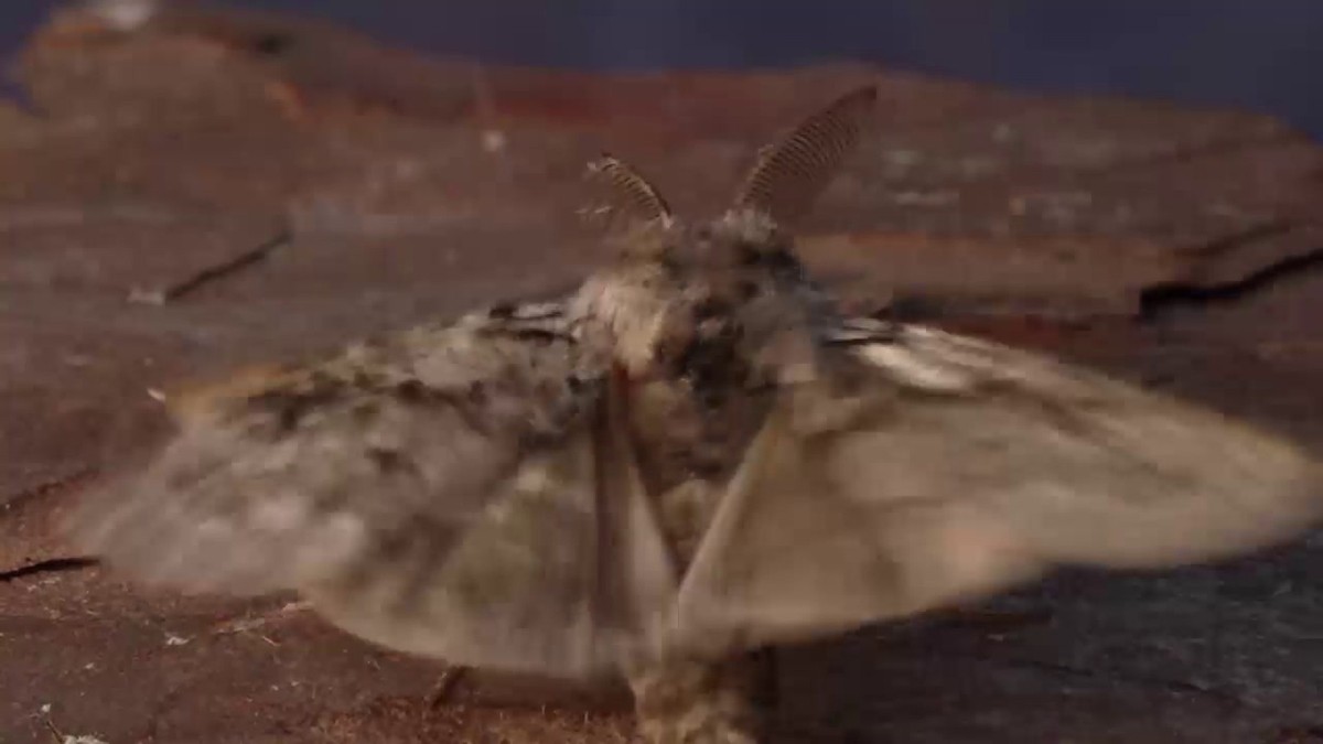 Odborník na hmyz oslavuje vzácný nález granonny