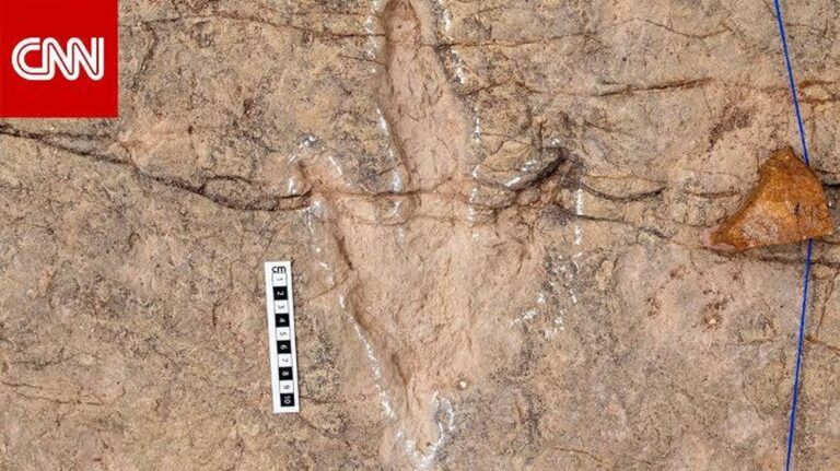 Odkryté stopy dinosaurů v Bolívii: Nové poznatky o pohybu tyranosauroidů