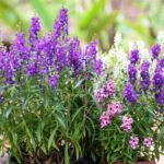 Odolné rostliny, které květinově kvetou i v létě