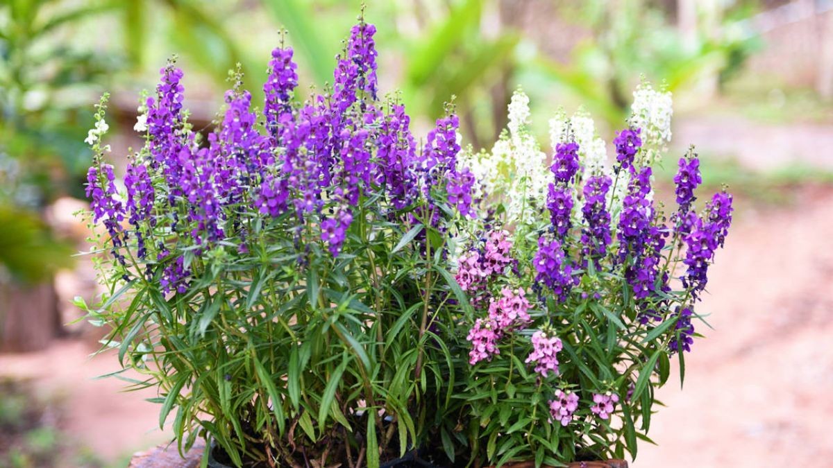 Odolné rostliny, které květinově kvetou i v létě