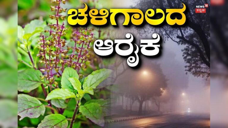 Péče o tulsi během zimy