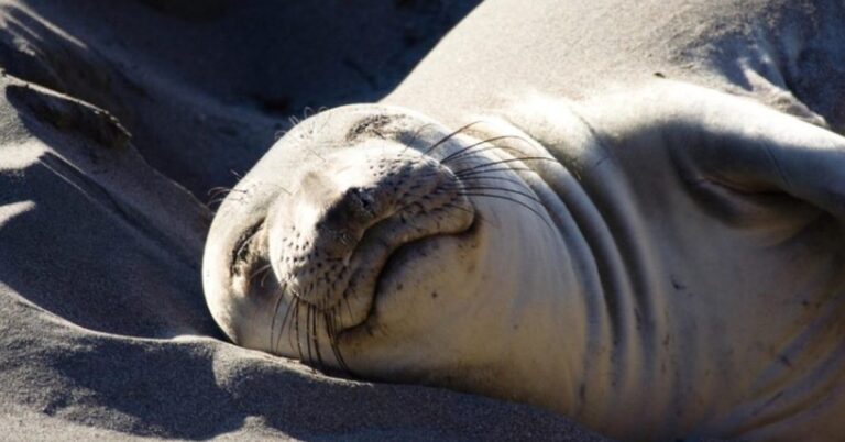 Podivné spánkové návyky zvířat