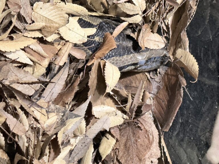 Pozorování chování karpetového hada během změny kůže