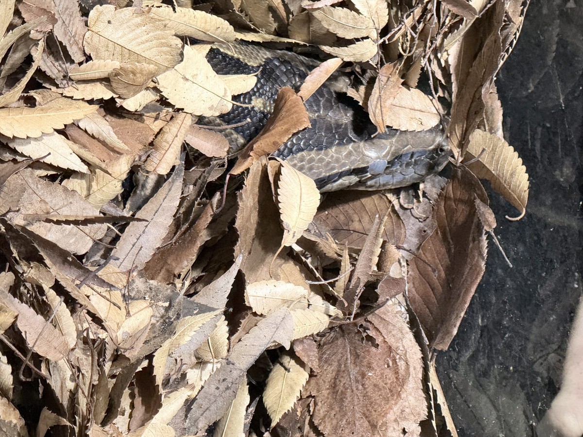 Pozorování chování karpetového hada během změny kůže