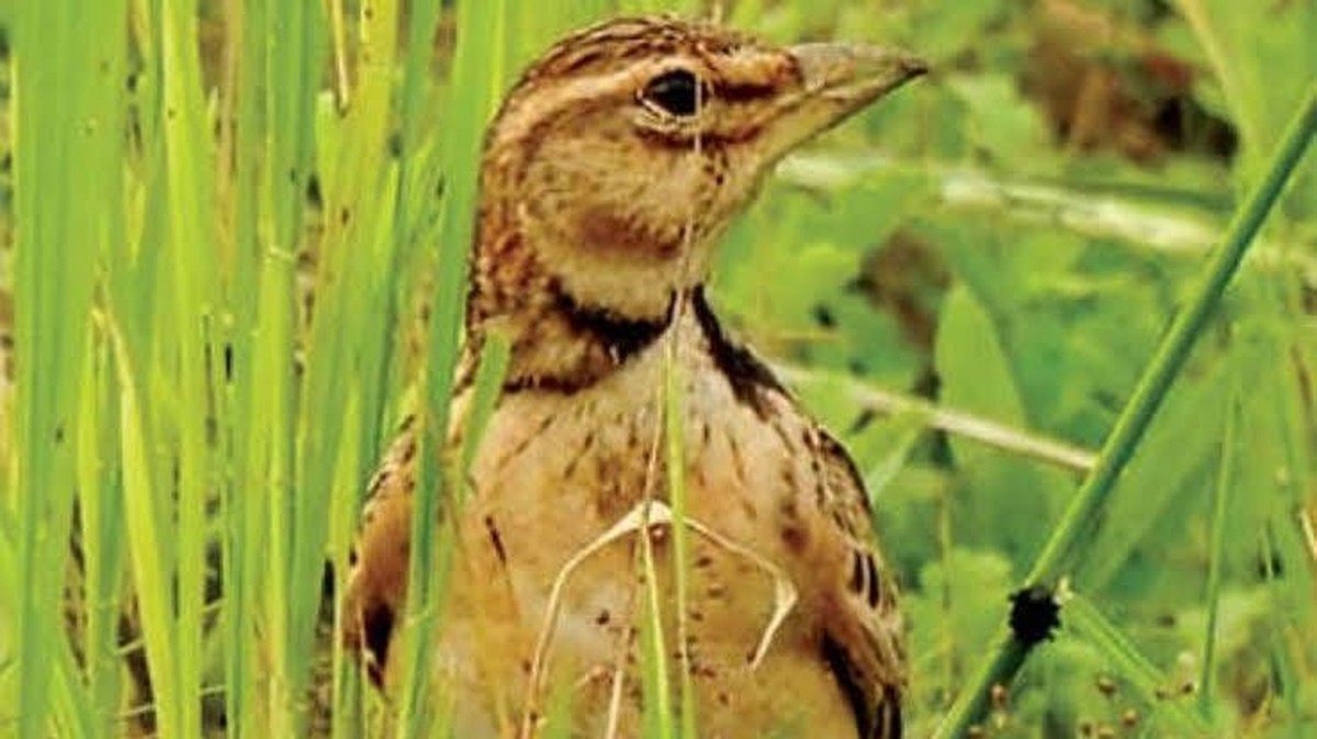 Přítomnost bima kulatetého larka v Kannyuru, Indie