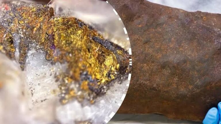 Proč váš pes naklání hlavu, když s ním mluvíte? Co se opravdu děje v jeho hlavě?