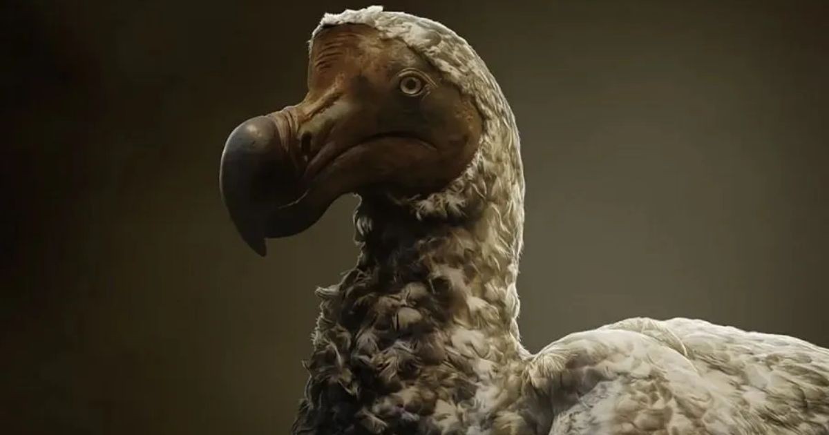 Projekt o „desexterakci“ dodóa a jeho budoucnost