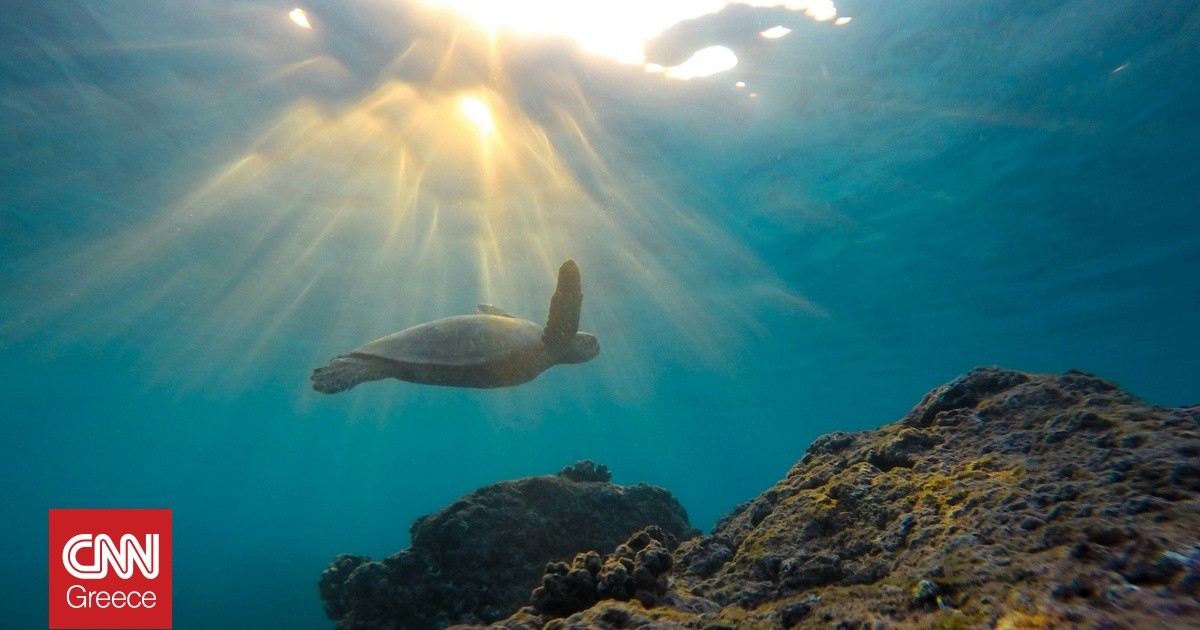 První potvrzený případ hnízdění želvy kožatky v oblasti Středozemního moře