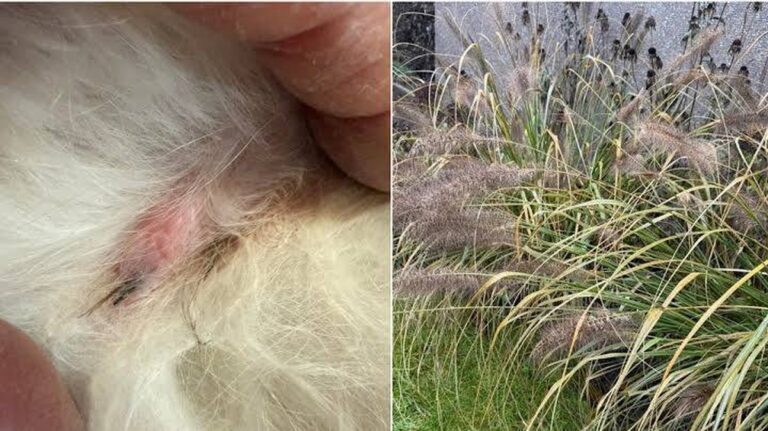 Rizika pro domácí mazlíčky spojená s dekorativními travinami