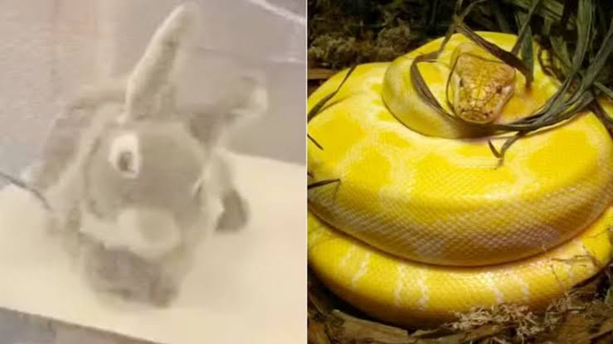 Robotické králíky na ochranu ekosystému Floridy