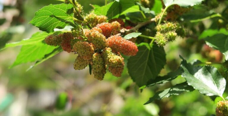 Rozdíl mezi černou a bílou moruší