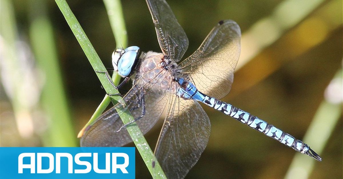 Šídlatka v Comodoro Rivadavia: proč jich je tolik a co dělat, když se dostanou do domu?