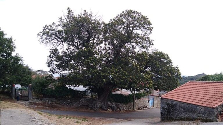 Skrytý obří kaštan v Galicii: Pexeirós a jeho význam ve vědeckém světě