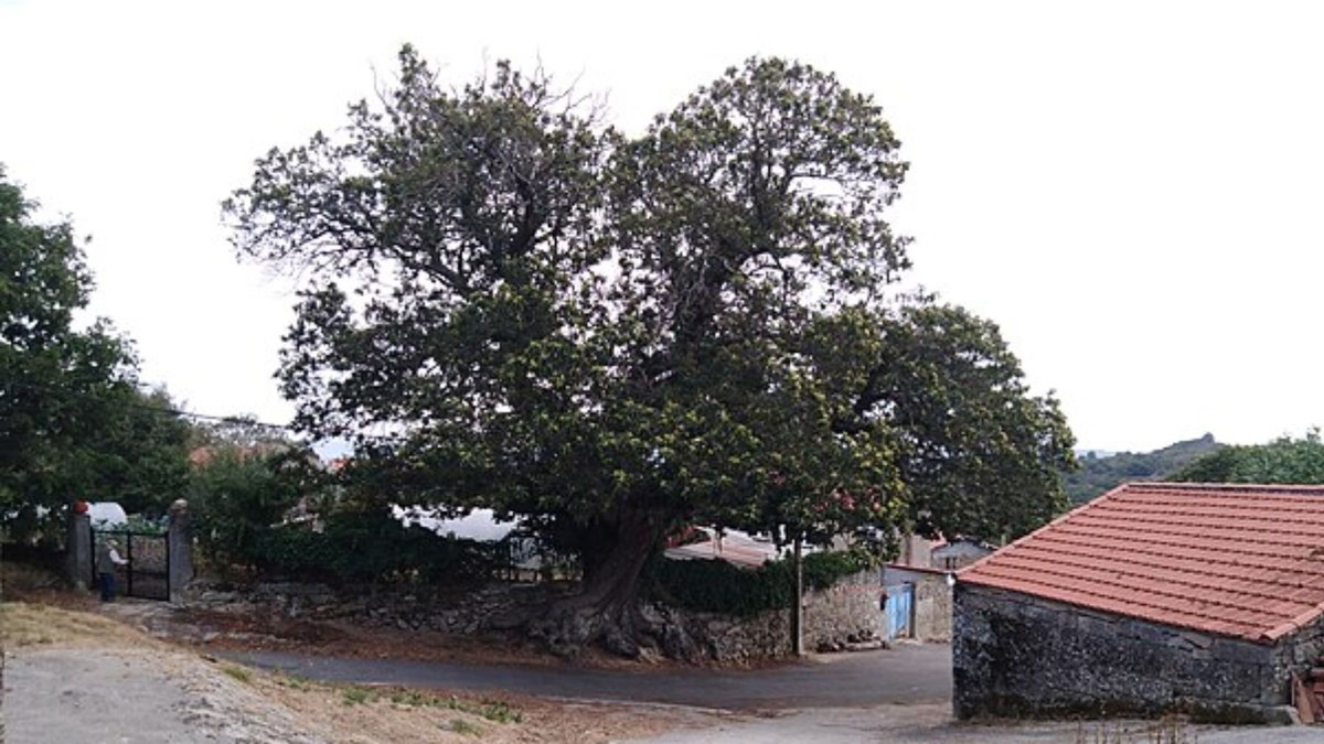 Skrytý obří kaštan v Galicii: Pexeirós a jeho význam ve vědeckém světě