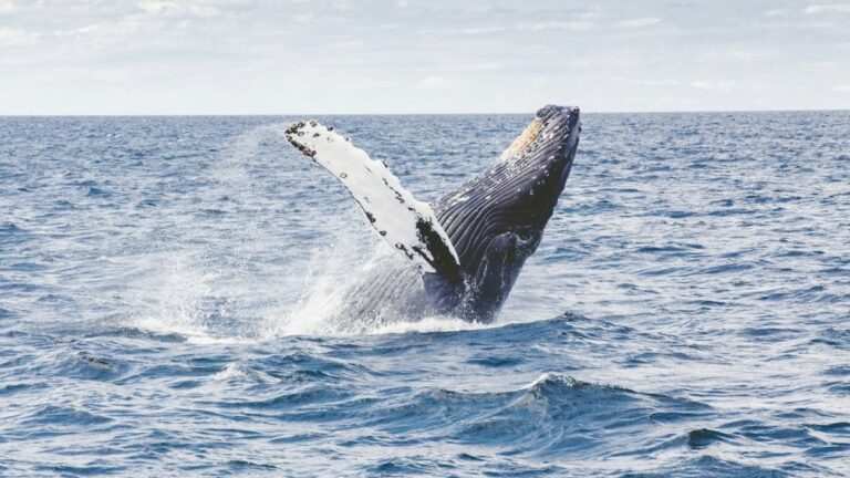 Tajemství dlouhověkosti: Jak velryba grónská může změnit medicínu